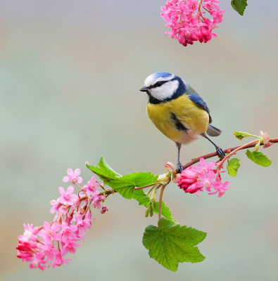 <i class='fa fa-user'></i> Krijn Dijkema |   Pimpelmees  <i class='fa fa-eye'> 173</i>  <i class='fa fa-thumbs-up'> 1</i>   <i class='fa fa-comment-o'> 6</i>