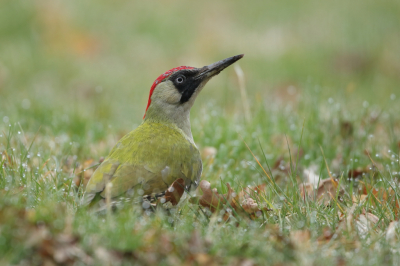 <i class='fa fa-user'></i> horneman69 |   Groene Specht  <i class='fa fa-eye'> 235</i>  <i class='fa fa-thumbs-up'> 16</i>   <i class='fa fa-comment-o'> 10</i>