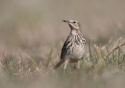 <i class='fa fa-user'></i> horneman69 |   Graspieper  <i class='fa fa-eye'> 183</i>  <i class='fa fa-thumbs-up'> 12</i>   <i class='fa fa-comment-o'> 5</i>