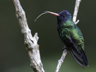 <i class='fa fa-user'></i> Paul van Giersbergen |   Blauwkopsaffierkolibrie  <i class='fa fa-eye'> 104</i>  <i class='fa fa-thumbs-up'> 1</i>   <i class='fa fa-comment-o'> 0</i>