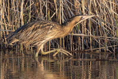 <i class='fa fa-user'></i> Marcel van der Tol |   Roerdomp  <i class='fa fa-eye'> 245</i>  <i class='fa fa-thumbs-up'> 11</i>   <i class='fa fa-comment-o'> 9</i>