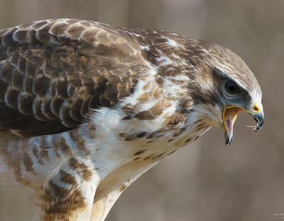 Deze buizerd liet na het eten nog een boer, jammer dat er geen geluid bij zit