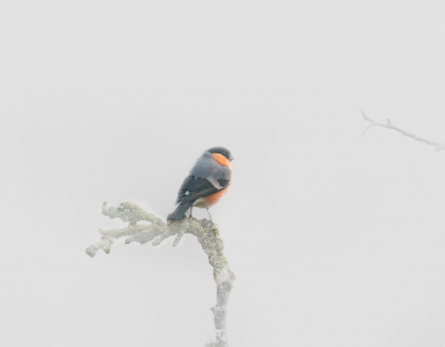 Deze foto is gemaakt in een fotohut terwijl ik hier na toe reed wordt het steeds mistiger ik denk dat heb ik weer enmaal aangekomen was het potdicht
maar er waren wel vogels aangezien ik nog nooit vogels heb gefotografeerd in dichte mist leek mij dit als een uitdaging de eerste foto's waren natuurlijk niet goed maar op een gegeven moment ging het beter met als resultaat deze foto