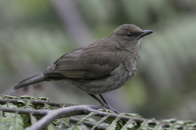 <i class='fa fa-user'></i> Paul van Giersbergen |   Zwartsnavellijster  <i class='fa fa-eye'> 99</i>   <i class='fa fa-comment-o'> 0</i>