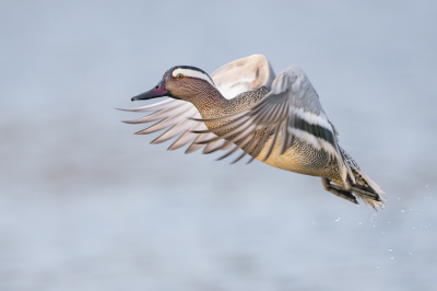 <i class='fa fa-user'></i> Hans Overduin |   Zomertaling  <i class='fa fa-eye'> 492</i>  <i class='fa fa-thumbs-up'> 54</i>   <i class='fa fa-comment-o'> 26</i>