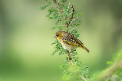 <i class='fa fa-user'></i> harrie69 |   Dottergele Wever  <i class='fa fa-eye'> 209</i>  <i class='fa fa-thumbs-up'> 5</i>   <i class='fa fa-comment-o'> 18</i>