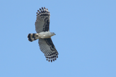 <i class='fa fa-user'></i> Martjan Lammertink |   Grijskopwouw  <i class='fa fa-eye'> 182</i>  <i class='fa fa-thumbs-up'> 1</i>   <i class='fa fa-comment-o'> 1</i>