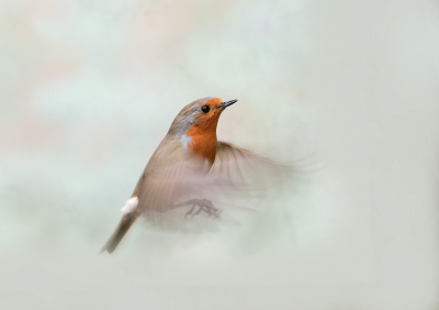 <i class='fa fa-user'></i> Krijn Dijkema |   Roodborst  <i class='fa fa-eye'> 252</i>  <i class='fa fa-thumbs-up'> 26</i>   <i class='fa fa-comment-o'> 17</i>