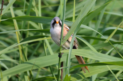 Hoewel ik al sinds 2010 lid van Birdpix ben, heb ik nu pas de gelegenheid mijn eerste foto op dit platform te plaatsen. Dit Baardmannetje   is gefotografeerd  in Juli 2021  op de  Marker Wadden.