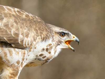 Deze buizerd liet na het eten nog een boer, jammer dat er geen geluid bij zit