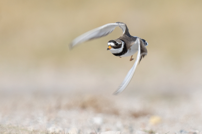 Er liepen twee Bontbekplevieren te scharrelen tussen de steentjes. 
Snel de camera uit het busje op de grond om een paar foto's te maken. Tot er iemand aan kwam lopen, toen gingen ze op de wieken. Zo goed en zo kwaad nog wat foto's gemaakt en deze zat er wonderwel tussen. Ik vond hem wel leuk met de snelheid in de vleugels. Ik heb getwijfeld of ik deze zou insturen voor de MO, maar heb toch voor iets anders gekozen :-)