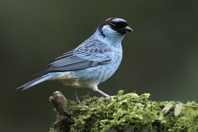 <i class='fa fa-user'></i> Paul van Giersbergen |   Goudnektangare  <i class='fa fa-eye'> 119</i>  <i class='fa fa-thumbs-up'> 3</i>   <i class='fa fa-comment-o'> 5</i>