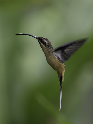 <i class='fa fa-user'></i> Paul van Giersbergen |   Taankleurige Heremietkolibrie  <i class='fa fa-eye'> 119</i>   <i class='fa fa-comment-o'> 0</i>