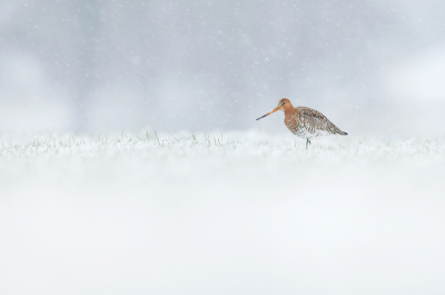 <i class='fa fa-user'></i> thijsglastra |   Grutto  <i class='fa fa-eye'> 540</i>  <i class='fa fa-thumbs-up'> 49</i>   <i class='fa fa-comment-o'> 28</i>