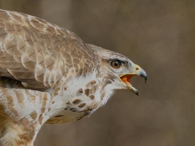 Deze buizerd liet na het eten nog een boer, jammer dat er geen geluid bij zit