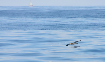 <i class='fa fa-user'></i> josephine |   Kuhls Pijlstormvogel  <i class='fa fa-eye'> 254</i>  <i class='fa fa-thumbs-up'> 11</i>   <i class='fa fa-comment-o'> 13</i>