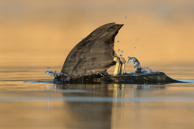 <i class='fa fa-user'></i> Vincent Vuik |   Meerkoet  <i class='fa fa-eye'> 374</i>  <i class='fa fa-thumbs-up'> 19</i>   <i class='fa fa-comment-o'> 26</i>