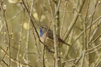 Op een bewolkte koude dag kwam ik deze luid zingende blauwborst tegen