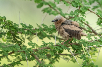 <i class='fa fa-user'></i> harrie69 |   Marmerwever  <i class='fa fa-eye'> 121</i>   <i class='fa fa-comment-o'> 2</i>