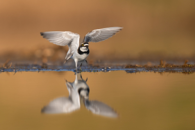 <i class='fa fa-user'></i> Loes Belovics |   Kleine Plevier  <i class='fa fa-eye'> 334</i>  <i class='fa fa-thumbs-up'> 24</i>   <i class='fa fa-comment-o'> 10</i>