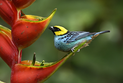 <i class='fa fa-user'></i> Ed Agter |   Geelkoptangare  <i class='fa fa-eye'> 173</i>  <i class='fa fa-thumbs-up'> 4</i>   <i class='fa fa-comment-o'> 3</i>