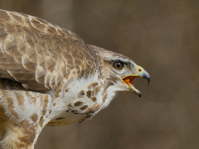 Deze buizerd liet na het eten nog een boer, jammer dat er geen geluid bij zit