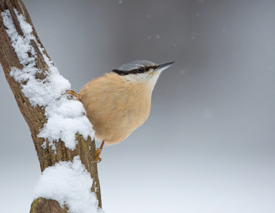 <i class='fa fa-user'></i> keesvanderklauw |   Boomklever  <i class='fa fa-eye'> 258</i>  <i class='fa fa-thumbs-up'> 18</i>   <i class='fa fa-comment-o'> 9</i>