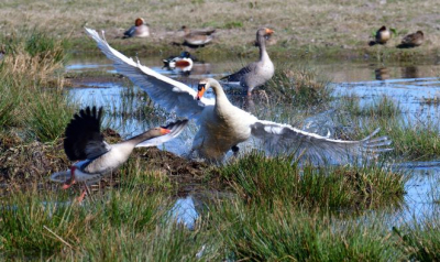 Knobbelzwaan probeert zijn territorium te verdedigen. De agressiviteit spat er vanaf! De uitdrukking van de gansen, zowel het slachtoffer als de toeschouwer passen perfect bij het plaatje.
