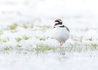 Vanmorgen een witte wereld dus toch maar eropuit om te kijken of we nog wat leuke vogeltjes in de sneeuw konden vinden.
Het was omdat hij liep en af en toe een stukje vloog anders hadden we deze Kleine Plevier niet gezien, hij ging mooi op in de omgeving. Maar of hij het nou zo naar het zin had, denk dat hij blij was dat een uurtje later bijna alle sneeuw weer verdwenen was. Maar voor ons was het een mooie kans en een geweldige morgen :-)