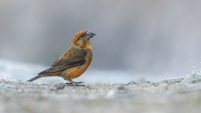 <i class='fa fa-user'></i> Theo Jacobs |   Kruisbek  <i class='fa fa-eye'> 283</i>  <i class='fa fa-thumbs-up'> 17</i>   <i class='fa fa-comment-o'> 14</i>