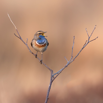 <i class='fa fa-user'></i> Alfred Berkhof |   Blauwborst  <i class='fa fa-eye'> 349</i>  <i class='fa fa-thumbs-up'> 24</i>   <i class='fa fa-comment-o'> 13</i>