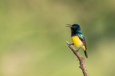 <i class='fa fa-user'></i> harrie69 |   Ornaathoningzuiger  <i class='fa fa-eye'> 127</i>  <i class='fa fa-thumbs-up'> 1</i>   <i class='fa fa-comment-o'> 4</i>