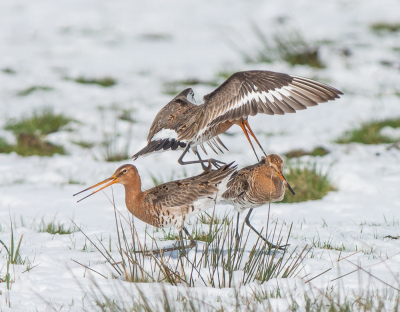 <i class='fa fa-user'></i> pietwil |   Grutto  <i class='fa fa-eye'> 94</i>   <i class='fa fa-comment-o'> 11</i>