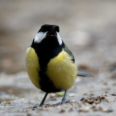 <i class='fa fa-user'></i> Drossenhuus |   Koolmees  <i class='fa fa-eye'> 84</i>   <i class='fa fa-comment-o'> 10</i>