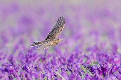 Veldleeuwerik scheert over de krokussen.
We hebben het geluk dat er een biologische bollenkweker tegenover ons zit, geen gif en lekker veel onkruid :-) Dat vinden de Veldleeuweriken ook fijn, ik tel er wel een twintig. Achter hebben we dit jaar ook bollen, niet biologisch, daar zien en horen we af en toe een verdwaalde Veldleeuwerik. Ze houden denk ik niet zo van de 'gewasbeschermingsmiddelen'.