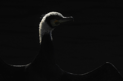 <i class='fa fa-user'></i> sieb |   Aalscholver  <i class='fa fa-eye'> 354</i>  <i class='fa fa-thumbs-up'> 16</i>   <i class='fa fa-comment-o'> 17</i>