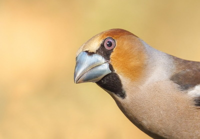 Ze kwam aardig dichtbij (schat een meter of 4) waardoor een portret mogelijk was. Blijven toch mooie en indrukwekkende vogels.

Uitsnede zo gemaakt dat het lijkt alsof ze om het hoekie kijkt &#9786;