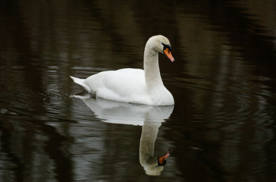Spiegeltje, spiegeltje...................