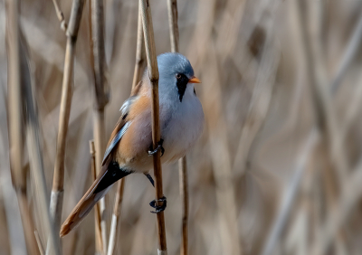 Had lange tijd de baardmannetje tussen het riet gehoord maar zie ze maar eens te vinden totdat uiteindelijk deze baardman toch even een paar seconde kwam kijken wat net genoeg was om dit plaatje te schieten