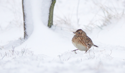 <i class='fa fa-user'></i> nelappelmelk |   Veldleeuwerik  <i class='fa fa-eye'> 219</i>  <i class='fa fa-thumbs-up'> 6</i>   <i class='fa fa-comment-o'> 13</i>