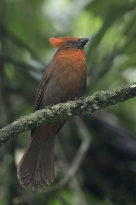 <i class='fa fa-user'></i> Paul van Giersbergen |   Roodkuifmiertangare  <i class='fa fa-eye'> 103</i>  <i class='fa fa-thumbs-up'> 1</i>   <i class='fa fa-comment-o'> 1</i>