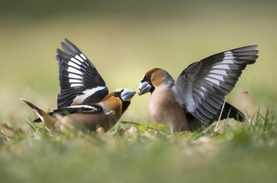 <i class='fa fa-user'></i> Bert Ooms |   Appelvink  <i class='fa fa-eye'> 309</i>  <i class='fa fa-thumbs-up'> 24</i>   <i class='fa fa-comment-o'> 12</i>