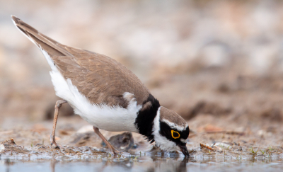 Ook een vogel die vlakbij het water leeft, heeft op z'n tijd een slokje nodig.