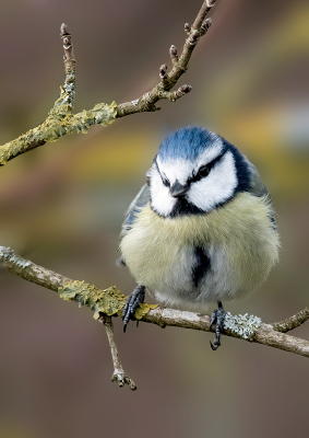 Nog vroeg in het jaar en een koude winderige dag waardoor er weinig vogels te zien waren, de pimpelmees liet zich dan toch aan het einde van de dag nog even zien