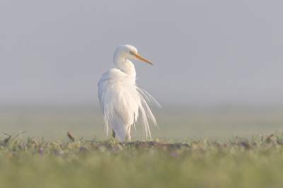 <i class='fa fa-user'></i> Katoo |   Grote Zilverreiger  <i class='fa fa-eye'> 294</i>  <i class='fa fa-thumbs-up'> 17</i>   <i class='fa fa-comment-o'> 19</i>