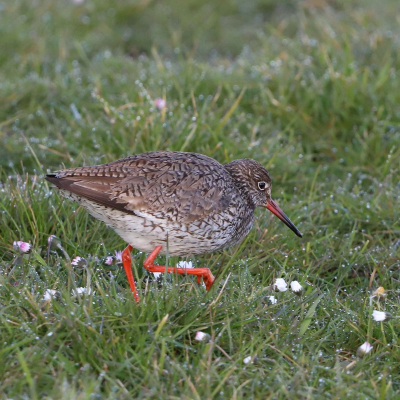 Vroeg in de ochtend wandeling gemaakt langs weidevogelboulevard in Bovenkerkerpolder en genoten van de vele weidevogels aldaar. Deze keer ook veel tureluurs van dichtbij te zien die dapper in het koude gras aan het fourageren waren.