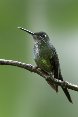 <i class='fa fa-user'></i> Paul van Giersbergen |   Keizerinbriljantkolibrie  <i class='fa fa-eye'> 121</i>  <i class='fa fa-thumbs-up'> 2</i>   <i class='fa fa-comment-o'> 1</i>