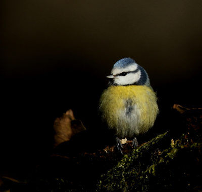 Deze foto heb ik in de voorjaarsvakantie gemaakt vanuit een fotohut. Natuurlijk komt er van alles voorbij op zo'n dag, waarbij meestal de 'gewone' soorten het meeste aanwezig zijn, waaronder de pimpelmeesjes.