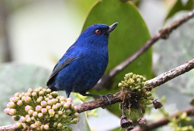 <i class='fa fa-user'></i> Ed Agter |   Indigoberghoningkruiper  <i class='fa fa-eye'> 111</i>  <i class='fa fa-thumbs-up'> 2</i>   <i class='fa fa-comment-o'> 1</i>