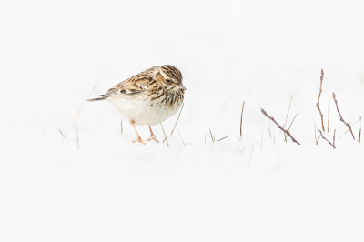 Nog snel een sneeuwfotootje voordat de lente losbarst :-)
Deze Gras, of is het een Sneeuwpieper, vond het maar een vreemde bedoening al die witte rommel. Het is of hij denkt 'ik zou toch zweren dat het hier gister groen zag' 
Gelukkig voor hem was het dat een uur later ook weer :-)